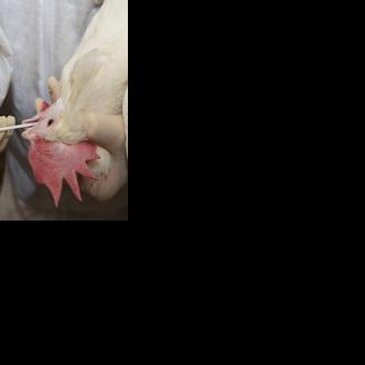 Pennsylvania Halts Changes to Live Bird Market Testing | Poultry News ...