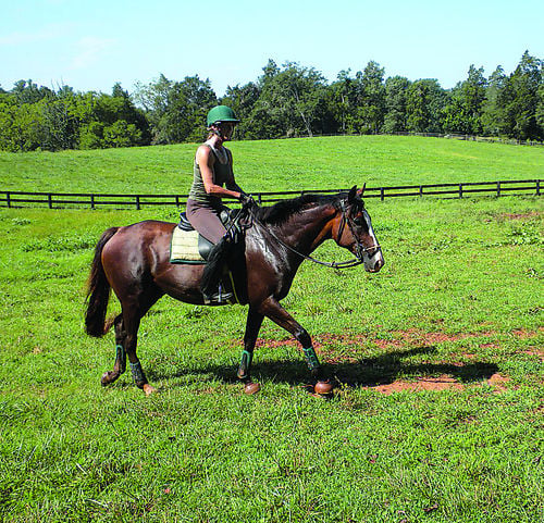 Retired Racehorses Get Second Chance at Montpelier | | lancasterfarming.com