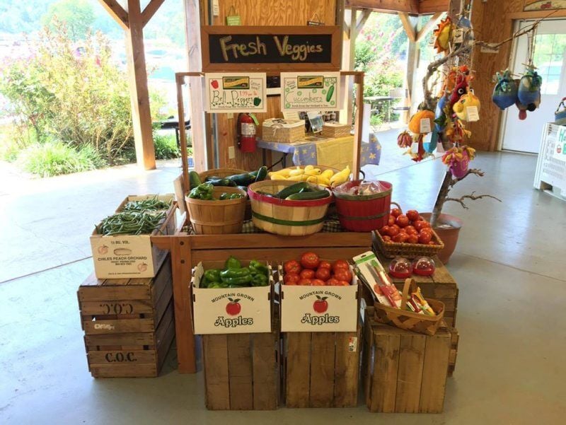 Learn About Peaches  Chiles Family Orchards