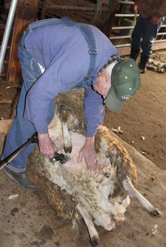 91 and Still Shearing Sheep | Farming and Agricultural News ...