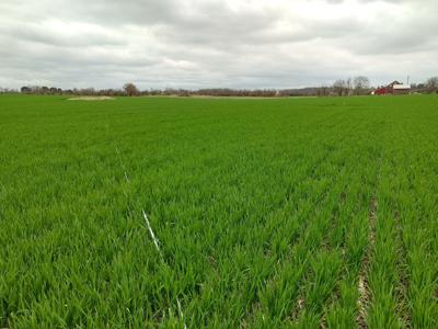 top dressing winter wheat with nitrogen Time to topdress wheat?