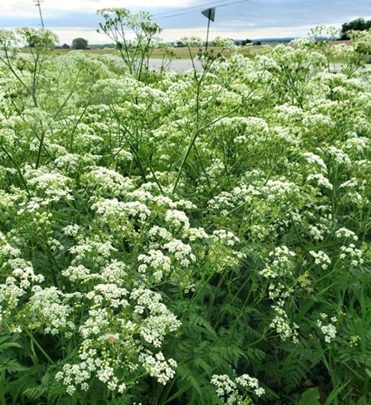 Watch For Poisonous Pasture Plants What To Look For Main Edition Lancasterfarming Com