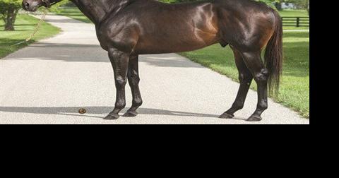 PHBA Unveils Changes to PA-Sired, PA-Bred Stallion Series - Vimarsana News