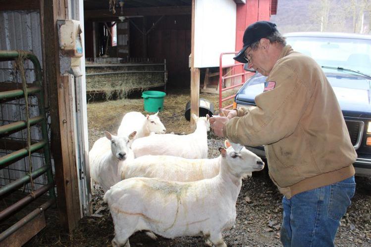 91 and Still Shearing Sheep | Farming and Agricultural News ...