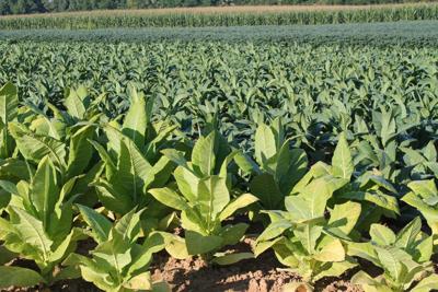 tobacco road meaning Tobacco Road Takes States in Different Directions | Farming and  Agricultural News
