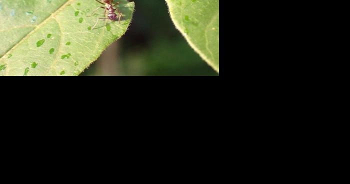 Can Close-Focus Binoculars Be Used for Ant Farms? Discover Now