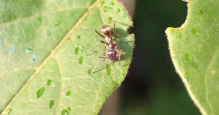 Can Close-Focus Binoculars Be Used for Ant Farms? Discover Now
