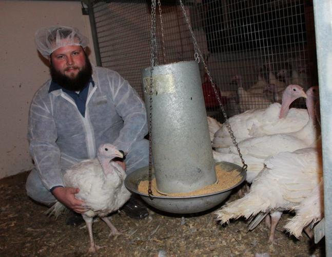 Light Meat or Dark Meat? Professor Studies Turkeys' Light Needs | Farming  and Agricultural News 