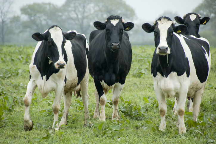 cows in field