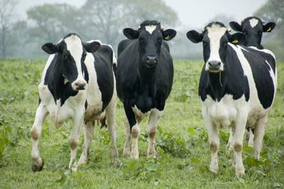 cows in field