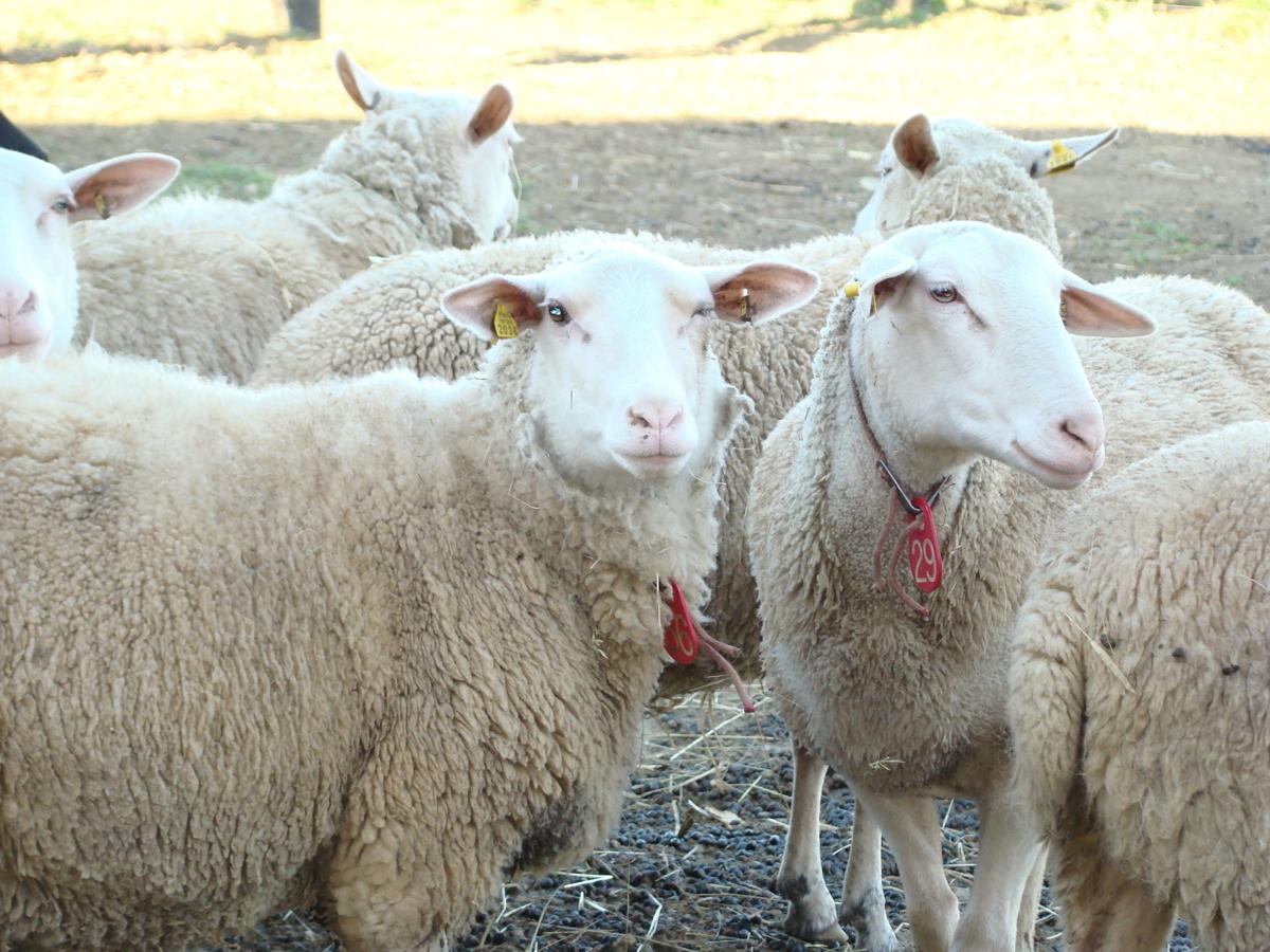 How To Read Market Reports Part 4 Sheep Terms How To Read Market Reports Lancasterfarming Com