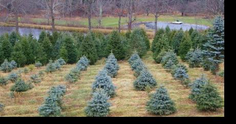 Problems Mount for Christmas Tree Growers: Disease, Drought, Deer Add to High Input Costs - Vimarsana News