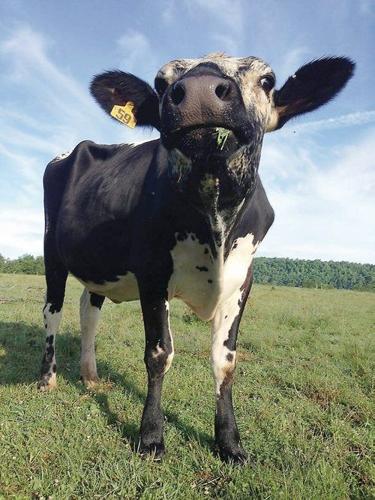 The happy cows of Jersey Girls Dairy