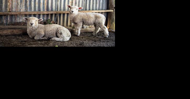 Balance Calcium, Phosphorus in Sheep and Goat Diets - Vimarsana News