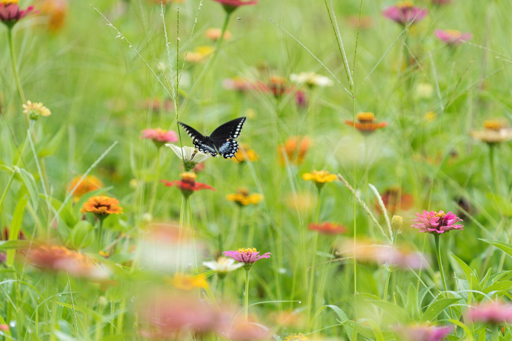 Farmers Use Meadows to Support Both Pollinators and Farmland Gardening Tips and HowTo Garden