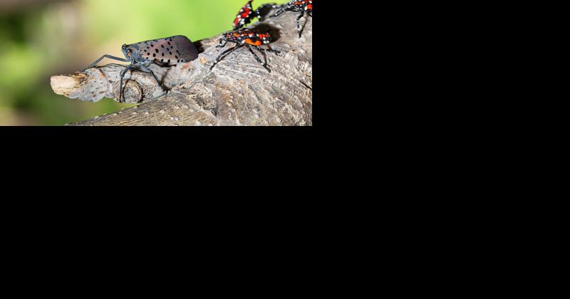 10 Things We've Learned Since the Spotted Lanternfly Invasion Started | Agriculture Business & Agritourism News - Vimarsana News
