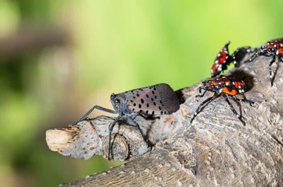spotted lanternfly adult and nymphs