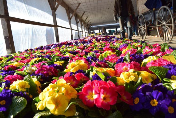 Weaverland Produce Auction Opening Day 2018