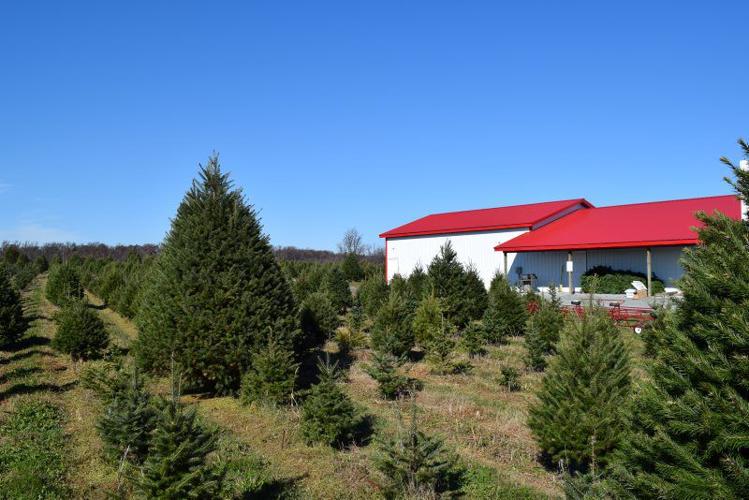 Christmas in Season at Chester County Tree Farm | Farming and ...