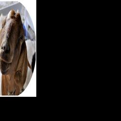 What is the Five Point Check for Sheep and Goats? | Farming and ...