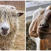 What is the Five Point Check for Sheep and Goats? | Farming and ...