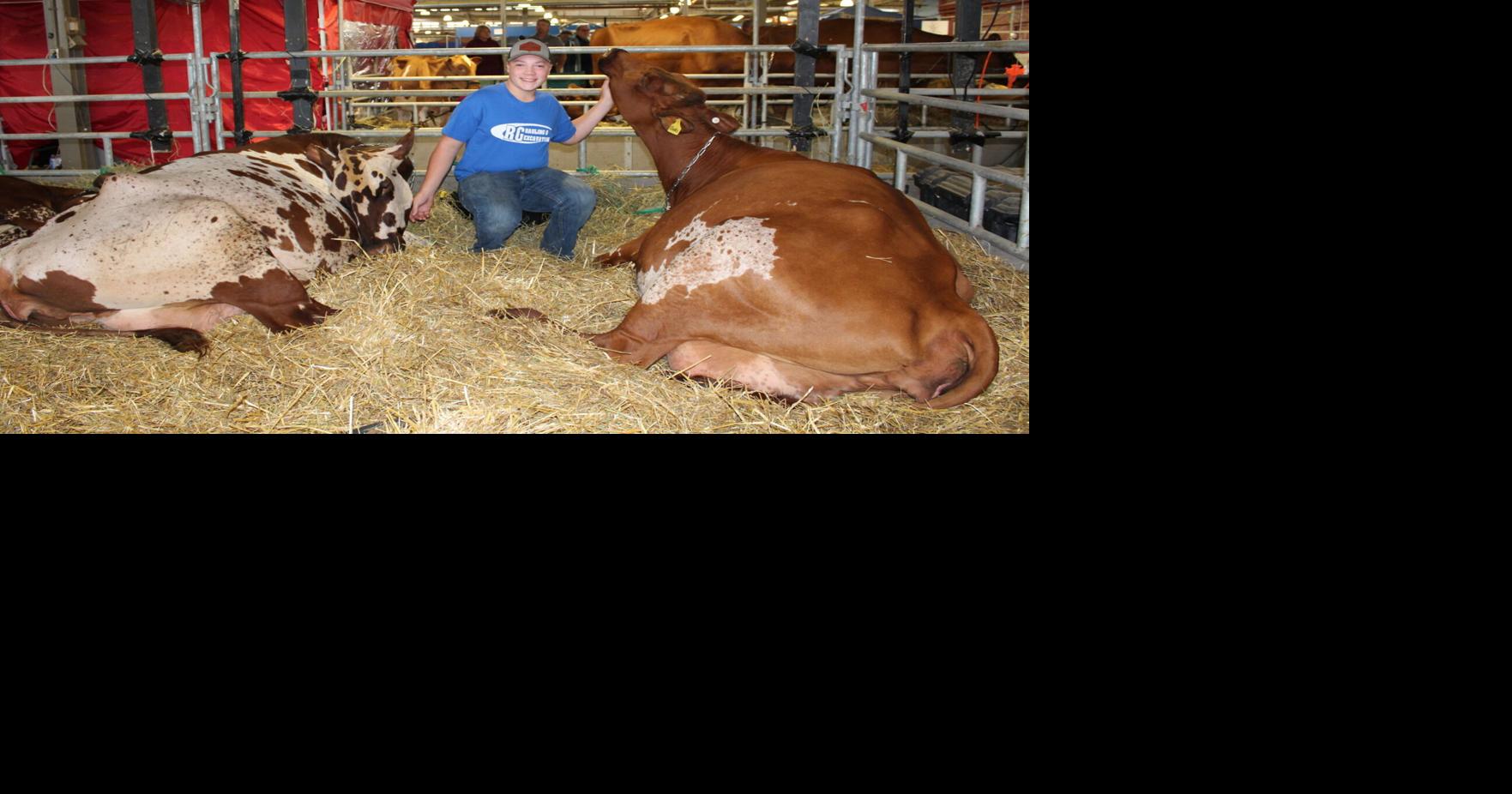 Triple T Farms Brings Home New York State Fair Ribbons in Cattle