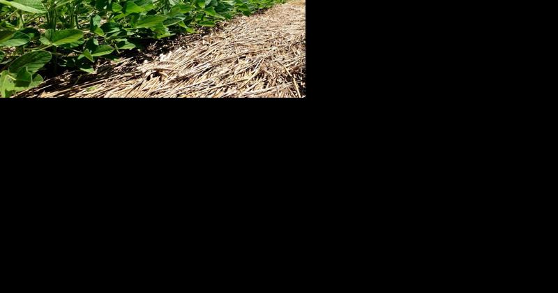 US Farmers Plan to Shift Acres to Soybeans, Prospective Plantings Report Says - Vimarsana News