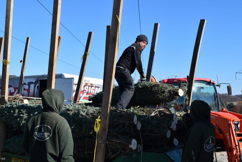 Christmas in Season at Chester County Tree Farm | Farming News for Corn