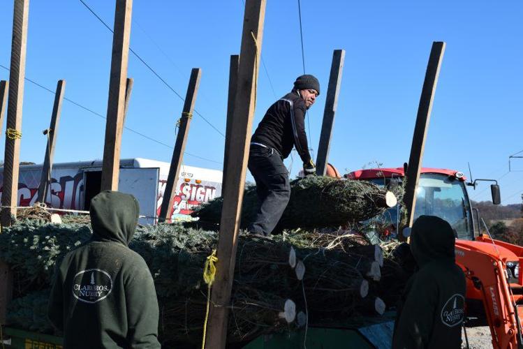 Christmas in Season at Chester County Tree Farm | Farming and ...