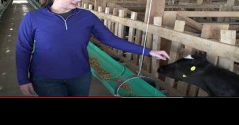 Veal Association President Eager to Address Myths - Vimarsana News
