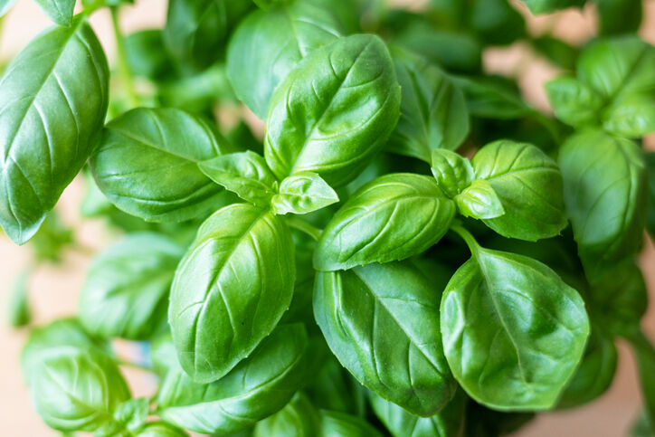 Growing Your Own Basil 101 The Perfect Summer Herb Gardening