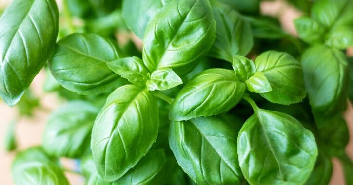 Growing Your Own Basil 101: The Perfect Summer Herb - Vimarsana News