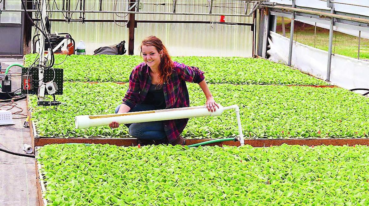 Tobacco Season Takes Root Inside Southside Va. Greenhouse Southern Region
