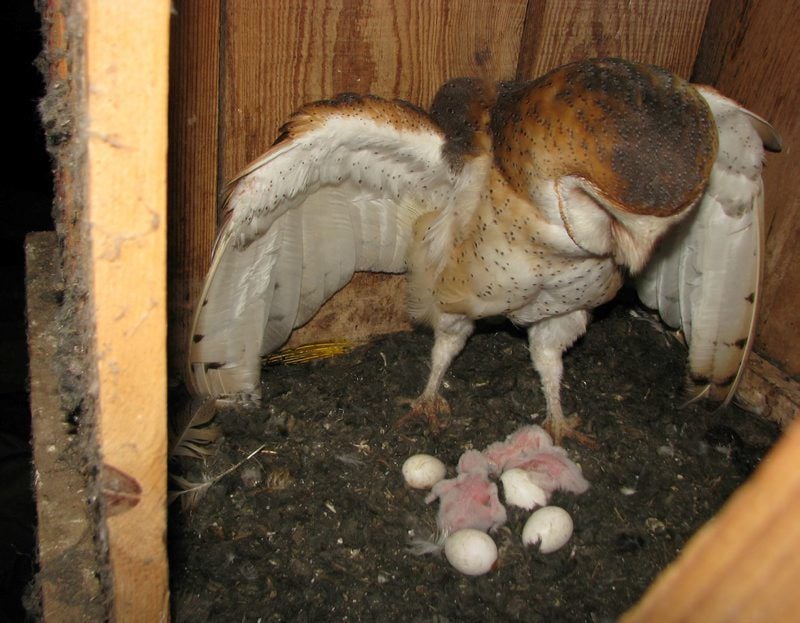 Barn Owls Are A Farmer S Best Friend Conservation