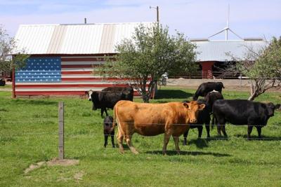 american flag cows barn