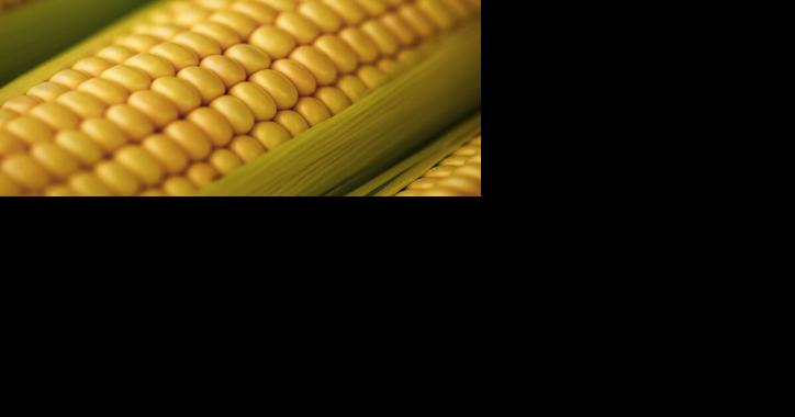 Grain Elevator Reopens in Lothian, Maryland - Vimarsana News