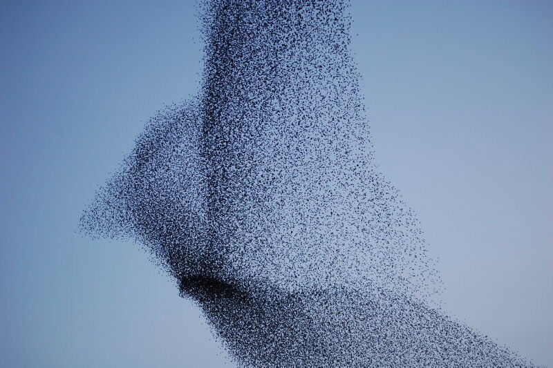 Why Do Bird Flocks Move in Unison?