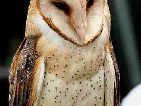 Barn Owls Are A Farmer S Best Friend Conservation Lancasterfarming Com