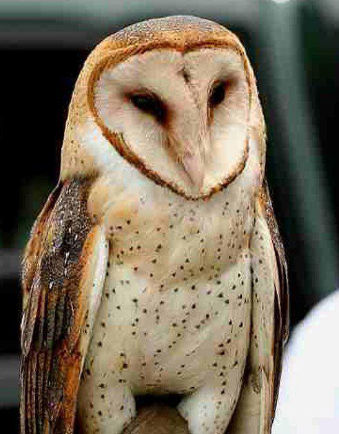 Barn Owls Are A Farmer S Best Friend Conservation