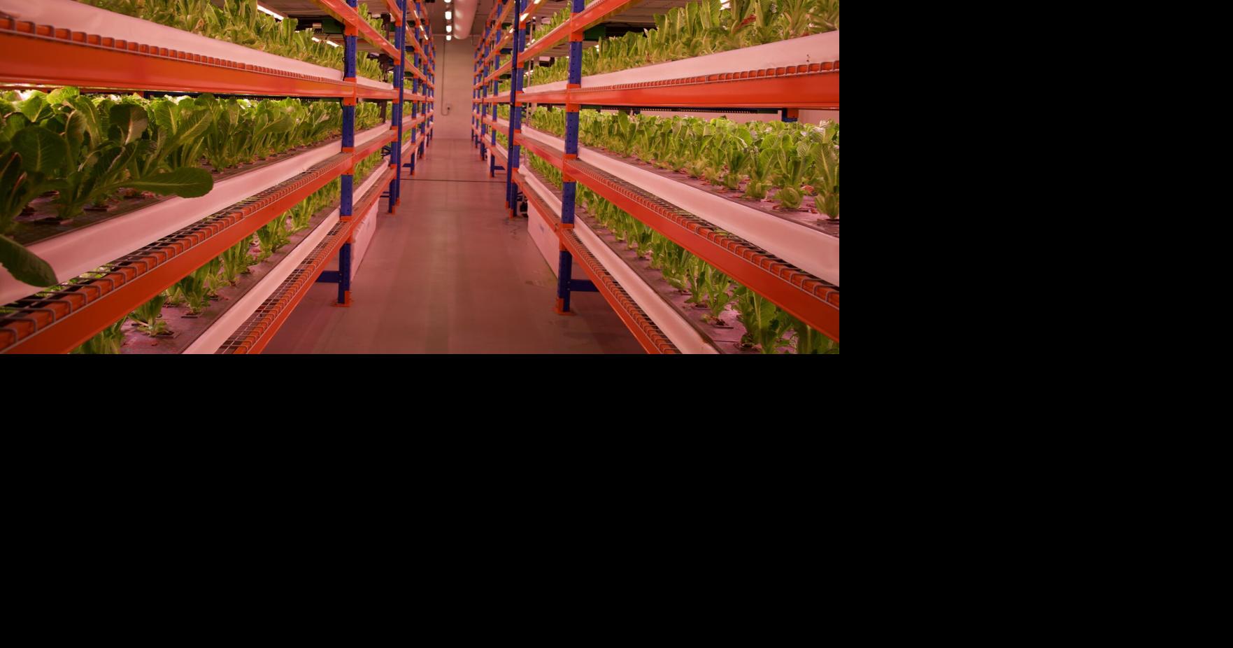 New Indoor Hydroponic Vertical Farm Will Grow Greens for Multiple ...