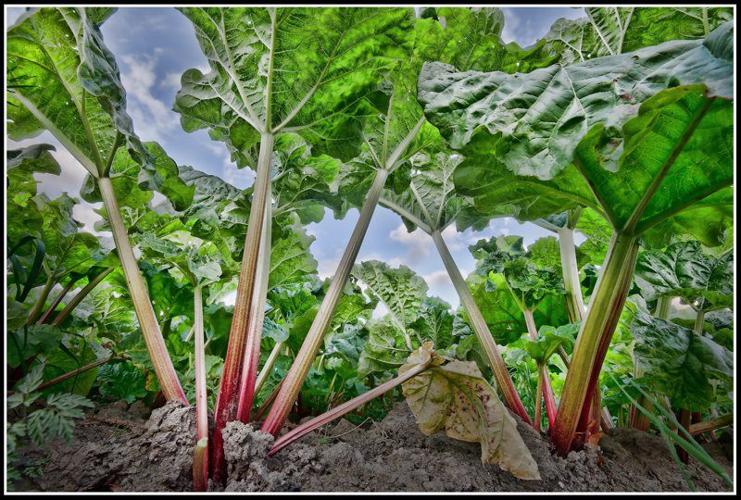 The longest cropping rhubarb Poulton's Pride plants from DT Brown Seeds