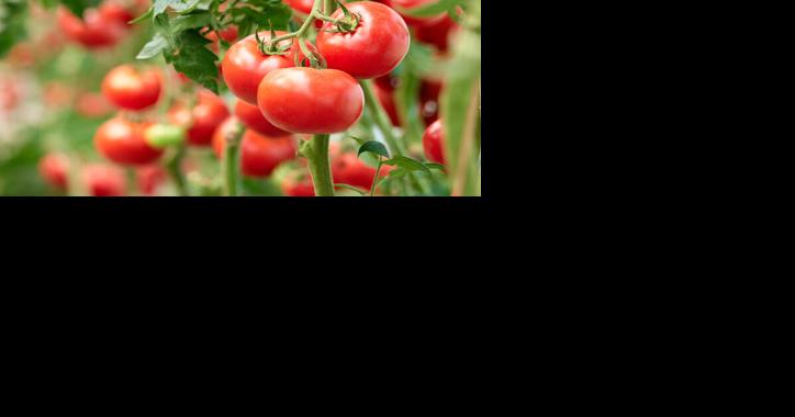 Still Learning How Tomato Rootstock Grafts Affect Growth and Yield - Vimarsana News