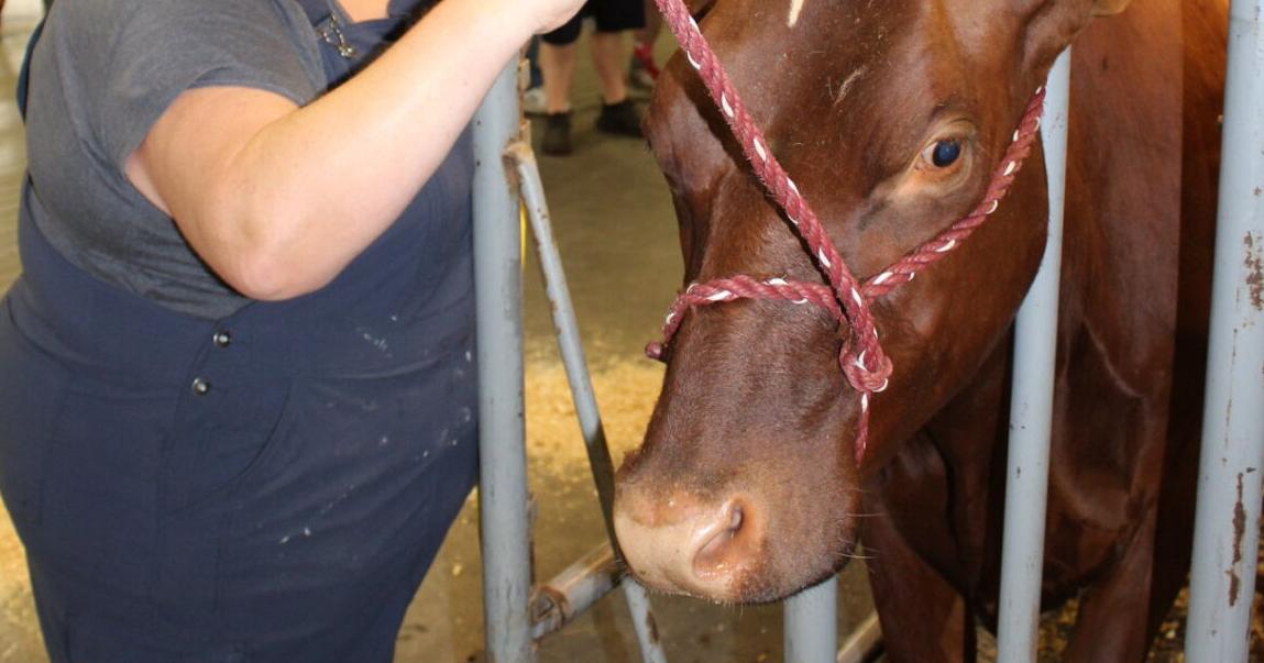 Family Farm Promotes Ayrshire Show at New York State Fair