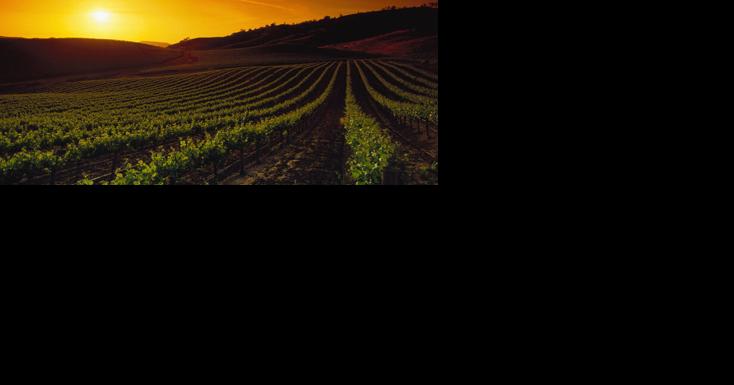Love from the Vineyard Keeper - Vimarsana News