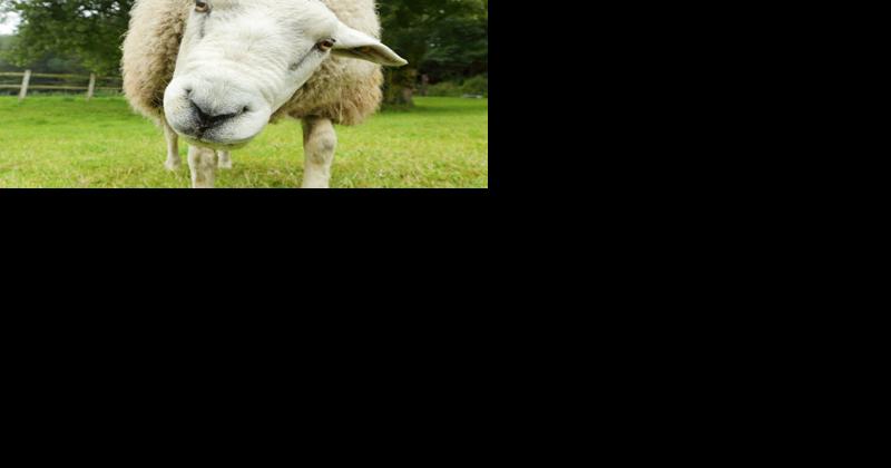 Do Research Before Entering Sheep, Goat Market - Vimarsana News