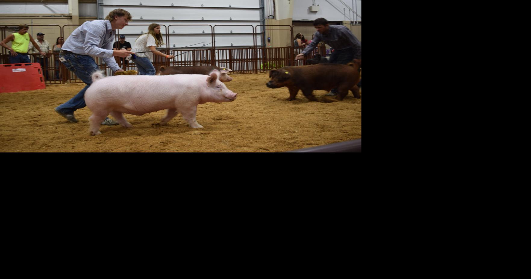 Lebanon Area Fair Touts Competitive Purebred Hog Show