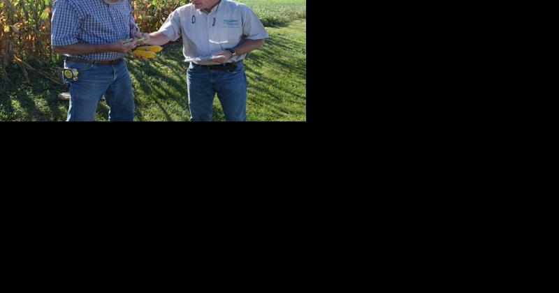 Dry Conditions Show in Corn and Soybean Crop Report - Vimarsana News