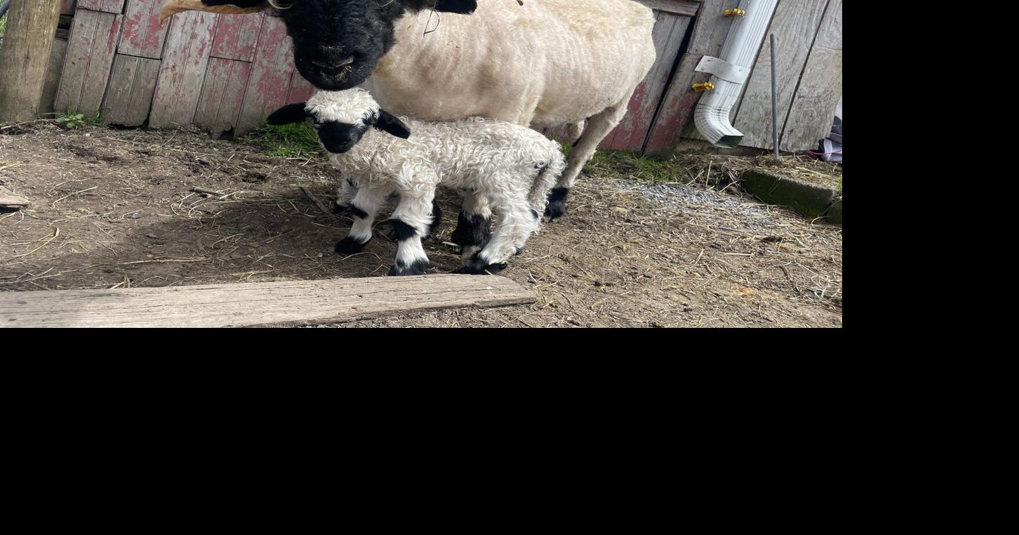 Cool Spring Lambing Proves Challenging | Livestock News ...