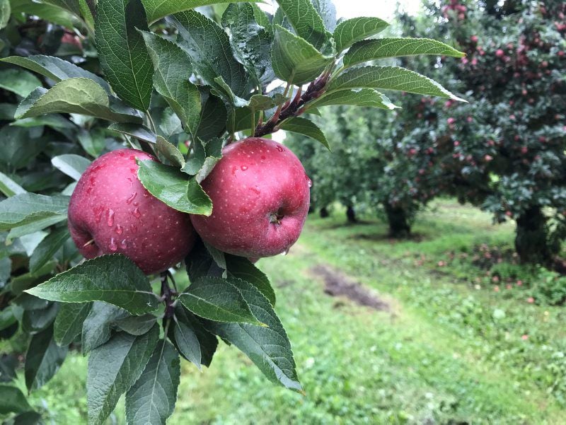 Best Practices for Growing Organic Apples in the Northeast - Rodale  Institute