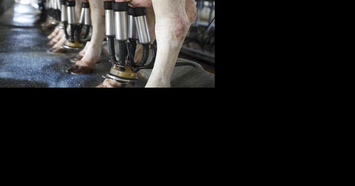 Dairy Basics: Understanding Udder Health - Vimarsana News